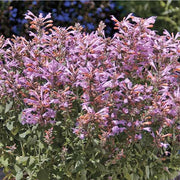 Arizona Sunset Agastache Seeds
