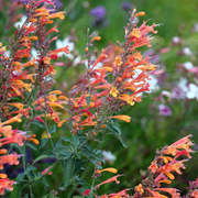 Aurantiaca Agastache Seeds