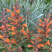 Aurantiaca Agastache Seeds