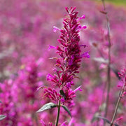 Cana Agastache Seeds