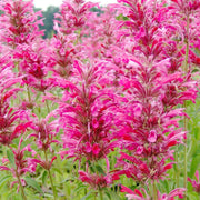 Cana Agastache Seeds