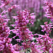 Heather Queen Agastache Seeds