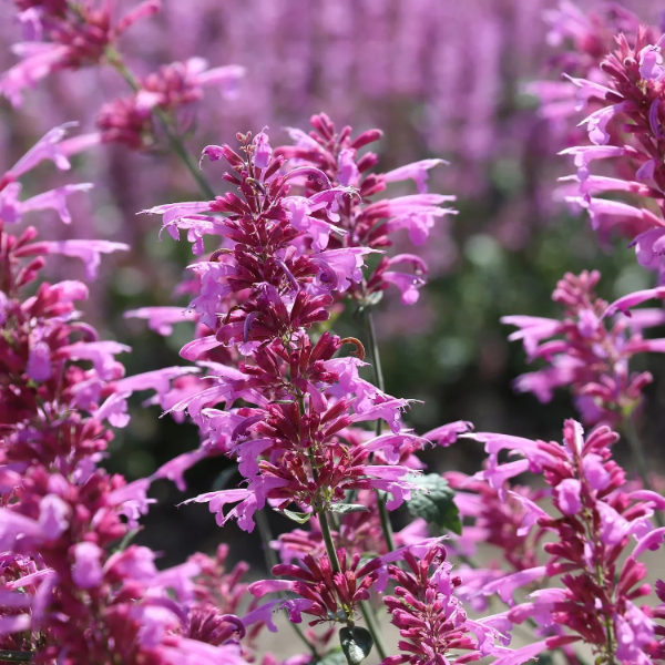 Heather Queen Agastache Seeds