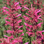 Hummingbird Mint Agastache Seeds