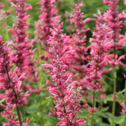 Heather Queen Agastache Seeds