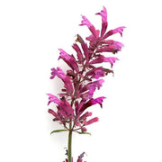 Agastache Seeds, Herbal