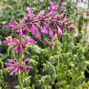 Mexicana Hardy Agastache Seeds