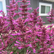 Mexicana Hardy Agastache Seeds