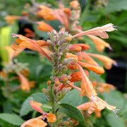 Orange Agastache Seeds