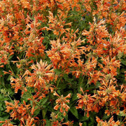 Orange Hyssop Agastache Seeds