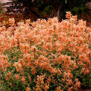 Orange Hyssop Agastache Seeds