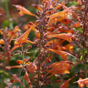 Orange Agastache Seeds