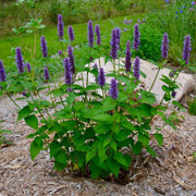 Agastache Seeds - All In One For Home Gardens