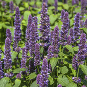 Agastache Seeds - All In One For Home Gardens