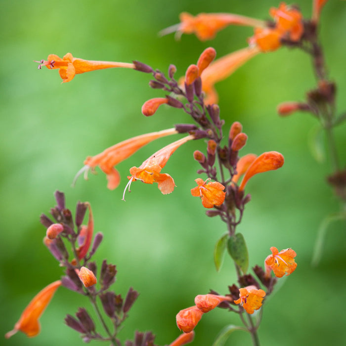 Aurantiaca Agastache Seeds