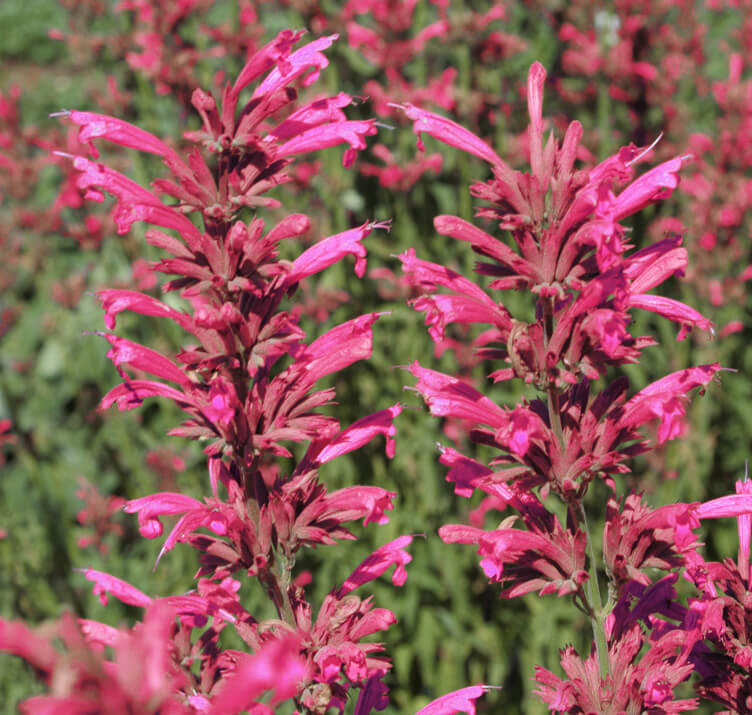 Cana Agastache Seeds