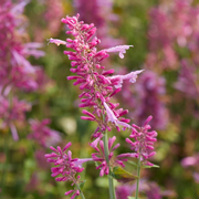 Heather Queen Agastache Seeds
