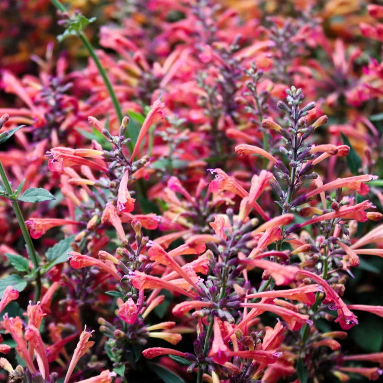 Agastache Seeds, Herbal