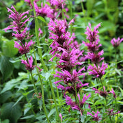 Mexicana Hardy Agastache Seeds