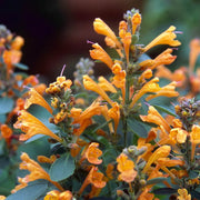 Orange Agastache Seeds