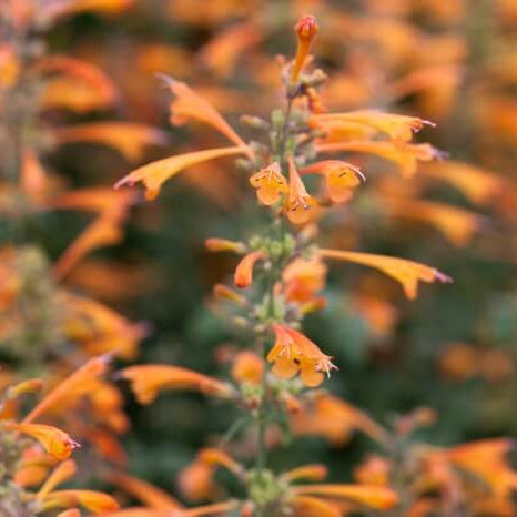 Orange Hyssop Agastache Seeds