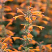 Orange Hyssop Agastache Seeds
