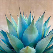 Premium Sky Blue Aloe Vera Seeds