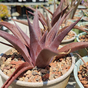 Kerchovei Agave Seeds, Herbal