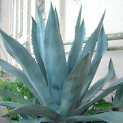 Blue Maguey Aloe Seeds, Herbal