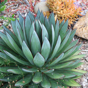 Bonsai Rare Succulent Agave Seeds, Herbal