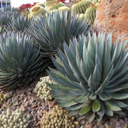Bonsai Rare Succulent Agave Seeds, Herbal