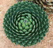 Green Victoria Agave Seeds, Herbal