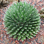 Green Victoria Agave Seeds, Herbal