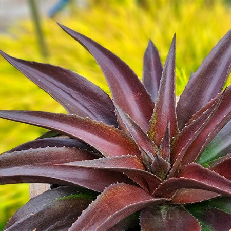 Kerchovei Agave Seeds, Herbal