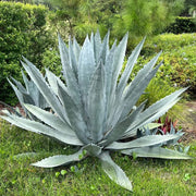 Mixed Agave Seeds