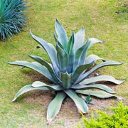Mixed Agave Seeds