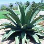 Agave Seeds - All In One For Home Gardens