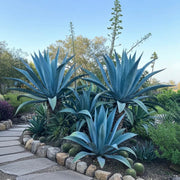 Agave Seeds - All In One For Home Gardens