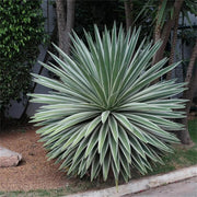 Angustifolia Green Agave Seeds, Herbal