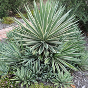 Angustifolia Green Agave Seeds, Herbal