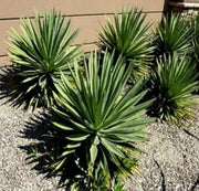 Angustifolia Green Agave Seeds, Herbal