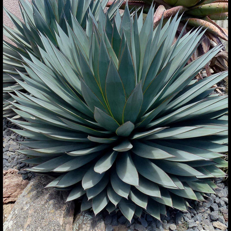 Bonsai Rare Succulent Agave Seeds, Herbal