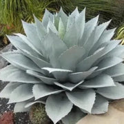 Ferox Green Agave Seeds, Herbal