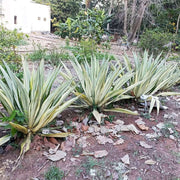 Ferox Green Agave Seeds, Herbal
