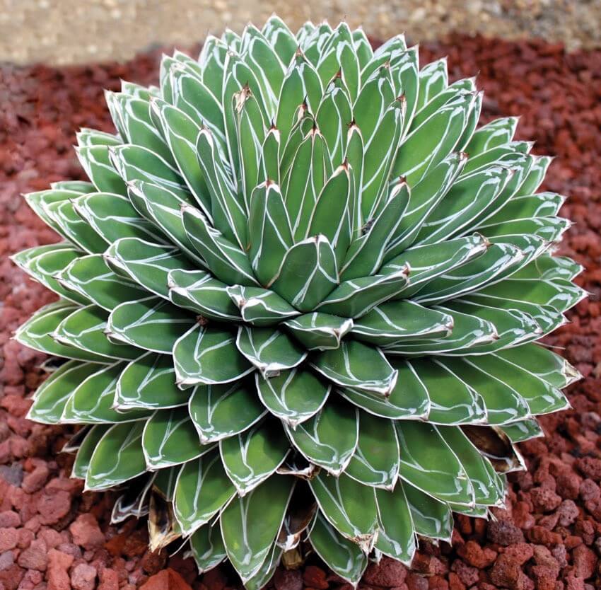 Green Victoria Agave Seeds, Herbal