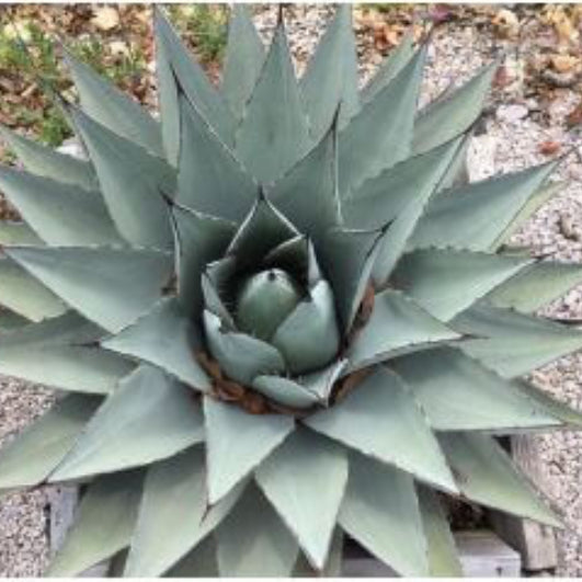 Havardiana Agave Seeds, Herbal