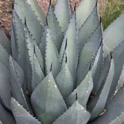 Havardiana Agave Seeds, Herbal