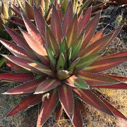 Kerchovei Agave Seeds, Herbal