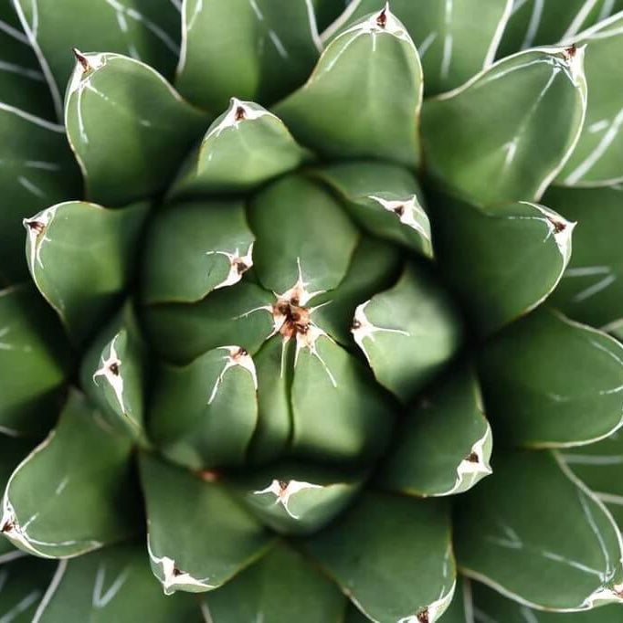 Mixed Agave Seeds