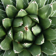 Mixed Agave Seeds